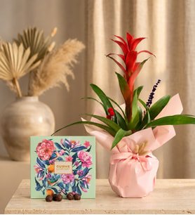 Pembe Buket Kağıdında Guzmania ve Gurme Lezzetler